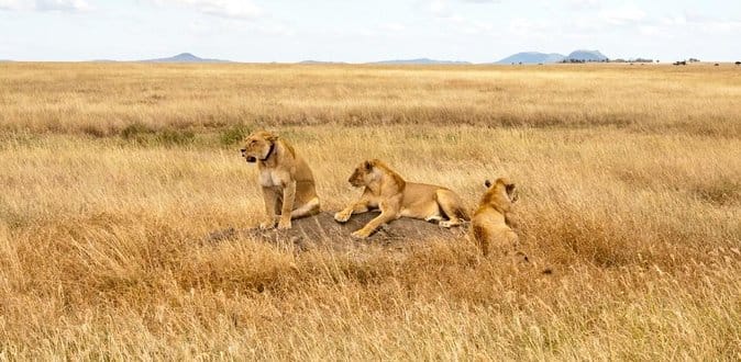 Arusha Hotels airport transfers to Tanga